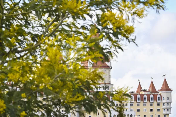 Hoa mimosa nở rộ trên nền cảnh khách sạn “Bogatyr” ở Sochi Hoa mimosa nở rộ trên nền cảnh khách sạn “Bogatyr” ở Sochi - Sputnik Việt Nam