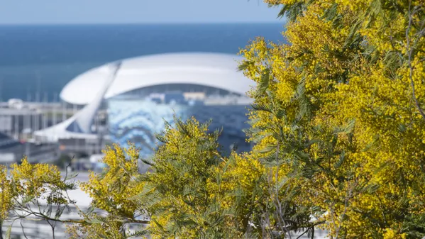 Cây Mimosa nở rộ trên nền cảnh Cung băng “Bolshoi” ở Sochi Cây Mimosa nở rộ trên nền cảnh Cung băng “Bolshoi” ở Sochi - Sputnik Việt Nam