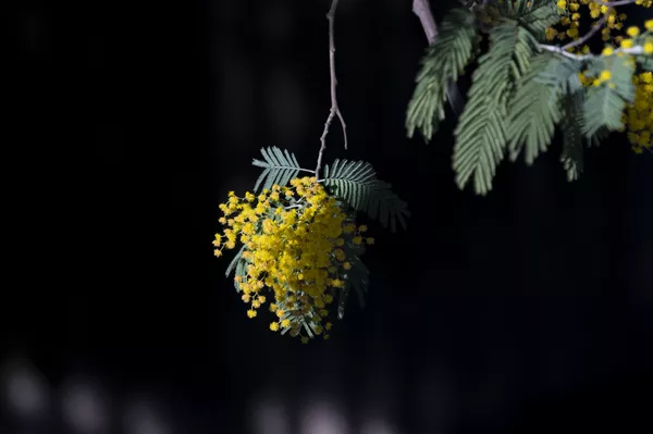 Hoa mimosa nở rộ ở Sochi Hoa mimosa nở rộ ở Sochi - Sputnik Việt Nam