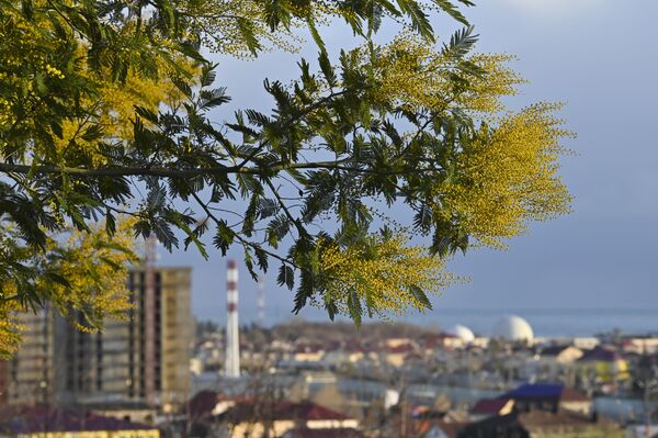 Hoa mimosa nở rộ ở Sochi - Sputnik Việt Nam