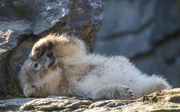 Gấu Bắc cực cảnh báo nguy hiểm. Điều gì đe dọa “vua” Bắc Cực? - Sputnik Việt Nam