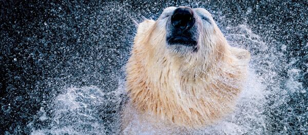 Gấu Bắc cực tại vườn thú Hanover, Đức - Sputnik Việt Nam