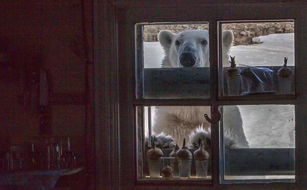 Gấu Bắc cực cảnh báo nguy hiểm. Điều gì đe dọa “vua” Bắc Cực? - Sputnik Việt Nam