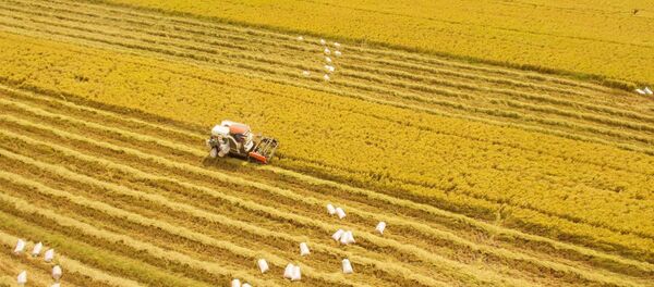 Nông dân huyện Vị Thủy thu hoạch lúa Đông Xuân 2019 - 2020 - Sputnik Việt Nam