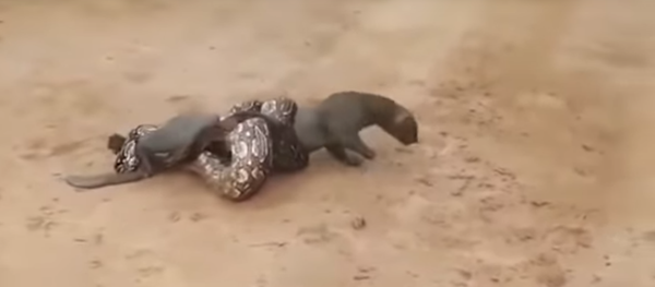 Mèo rừng châu Mỹ sa vào miệng con rắn khổng lồ ở Argentina - Sputnik Việt Nam