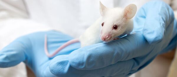 Các nhà khoa học Trung Quốc nghiên cứu sự phát triển phôi của động vật có vú trong không gian Các nhà khoa học Trung Quốc nghiên cứu sự phát triển phôi của động vật có vú trong không gian - Sputnik Việt Nam