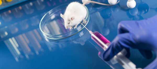 Thí nghiệm chuột thí nghiệm - Sputnik Việt Nam