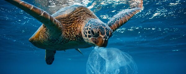 Hình ảnh con rùa với túi nhựa Hình ảnh con rùa với túi nhựa - Sputnik Việt Nam