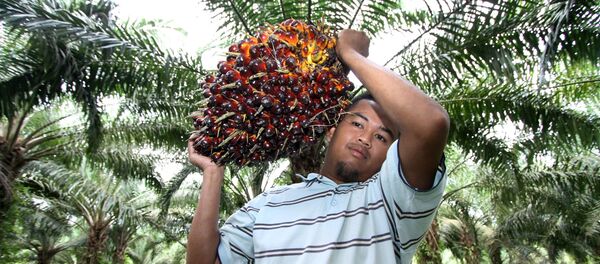 Công nhân mang đến trái cây để sản xuất dầu cọ - Sputnik Việt Nam