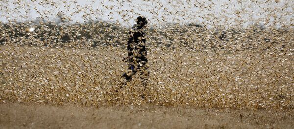 Châu chấu sa mạc Châu chấu sa mạc - Sputnik Việt Nam