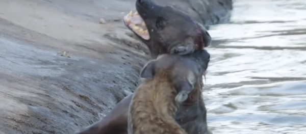 Video: con linh cẩu giận dữ cố gắng nhấn chìm đồng loại - Sputnik Việt Nam
