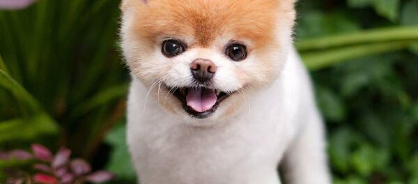 Con chó  - Sputnik Việt Nam