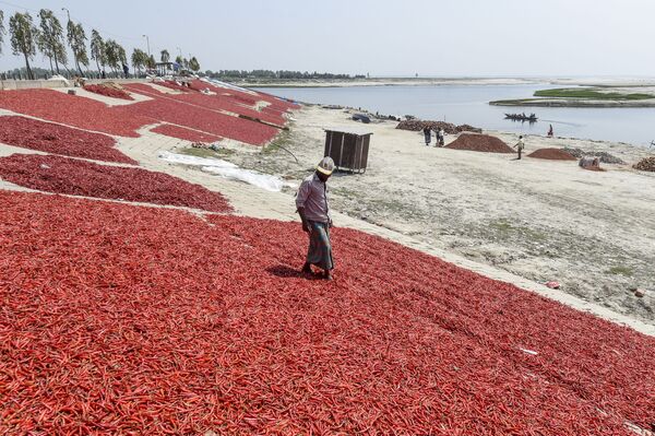 Phơi ớt ở Bangladesh - Sputnik Việt Nam