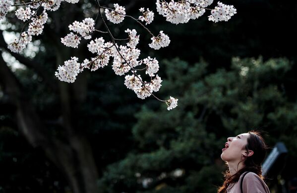 Người phụ nữ tạo dáng trên nền hoa anh đào rực rỡ ở Tokyo - Sputnik Việt Nam