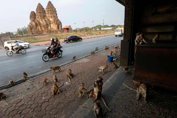 Những con khỉ tại cửa hàng gần Đền Prang Sam Yod ở Lopburi, Thái Lan - Sputnik Việt Nam