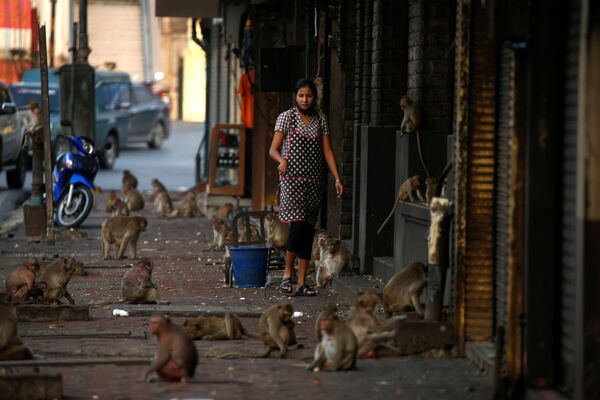 Những con khỉ tại cửa hàng gần Đền Prang Sam Yod ở Lopburi, Thái Lan - Sputnik Việt Nam