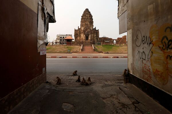 Những con khỉ gần đền Prang Sam Yod ở Lopburi, Thái Lan - Sputnik Việt Nam