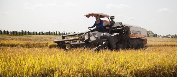 Thu hoạch lúa vụ Đông Xuân 2019 - 2020 sản xuất theo tiêu chuẩn quốc tế SRP trên cánh đồng Hợp tác xã Nông nghiệp Kênh 5B, xã Tân An, huyện Tân Hiệp. - Sputnik Việt Nam