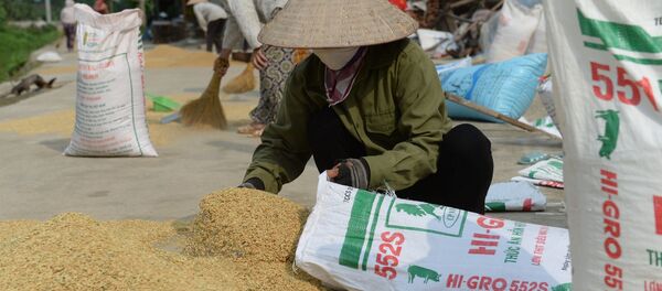 Gạo Việt Nam - Sputnik Việt Nam