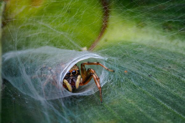 “Ngôi nhà dễ thương” của nhiếp ảnh gia Jesslyn Saw, được đánh giá cao trong Cuộc thi Macro tại Nature TTL Photographer of the Year 2020 - Sputnik Việt Nam