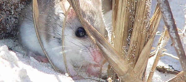 Hamster ven biển Hamster ven biển - Sputnik Việt Nam