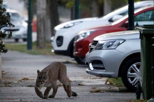 Báo Puma trên đường phố Santiago - Sputnik Việt Nam