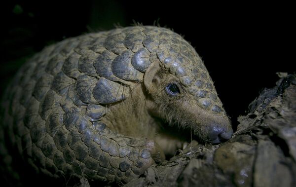 Không chỉ coronavirus. Con người dễ bị nhiễm những bệnh nào từ động vật hoang dã? Không chỉ coronavirus. Con người dễ bị nhiễm những bệnh nào từ động vật hoang dã? - Sputnik Việt Nam