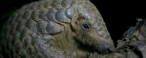 Tê tê Trung Quốc tại vườn quốc gia Việt Nam. - Sputnik Việt Nam