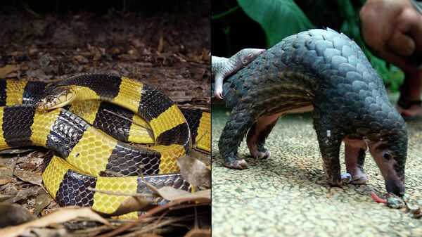 Không chỉ coronavirus. Con người dễ bị nhiễm những bệnh nào từ động vật hoang dã? Không chỉ coronavirus. Con người dễ bị nhiễm những bệnh nào từ động vật hoang dã? - Sputnik Việt Nam