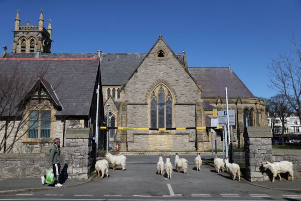 Dê núi tại nhà thờ ở Llandudno, xứ Wales, Vương quốc Anh - Sputnik Việt Nam