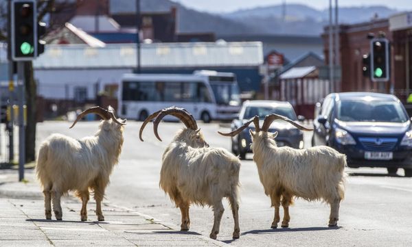 Dê núi trên đường phố ở Llandudno, xứ Wales, Vương quốc Anh - Sputnik Việt Nam