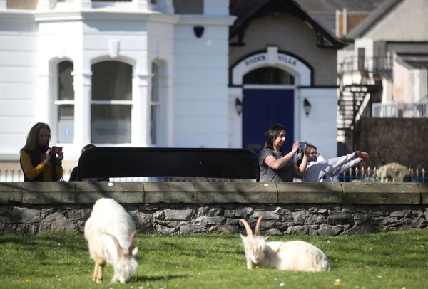 Cư dân thành phố Llandudno xứ Wales chụp ảnh dê núi trên đường phố - Sputnik Việt Nam