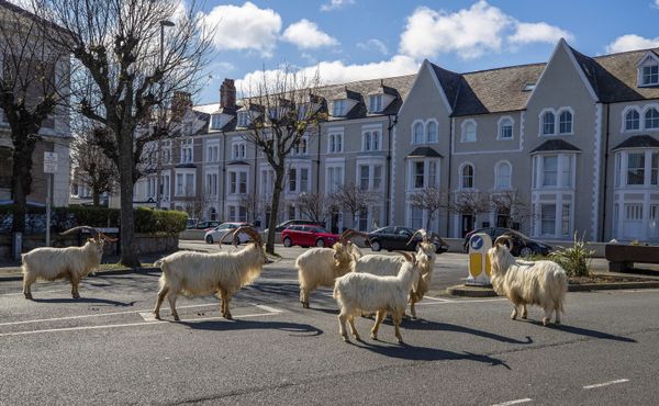 Dê núi trên đường phố ở Llandudno, xứ Wales, Vương quốc Anh - Sputnik Việt Nam