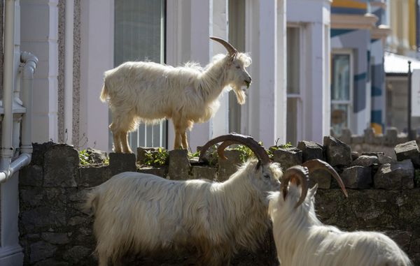 Dê núi trên đường phố ở Llandudno, xứ Wales, Vương quốc Anh - Sputnik Việt Nam