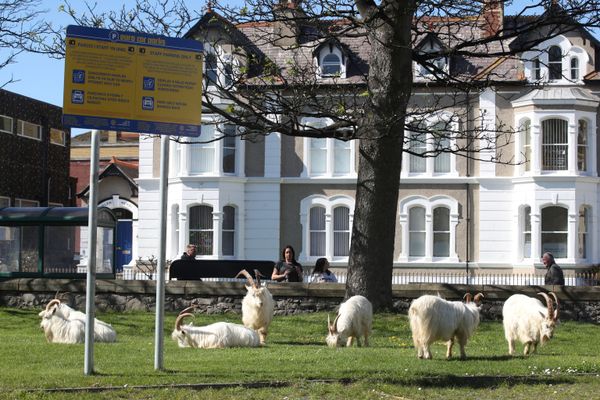 Dê núi trên đường phố ở Llandudno, xứ Wales, Vương quốc Anh - Sputnik Việt Nam