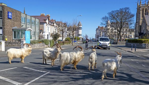 Dê núi trên đường phố ở Llandudno, xứ Wales, Vương quốc Anh - Sputnik Việt Nam