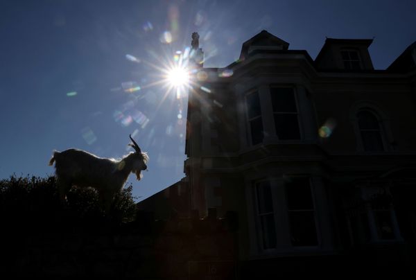 Dê núi trên đường phố ở Llandudno, xứ Wales, Vương quốc Anh - Sputnik Việt Nam