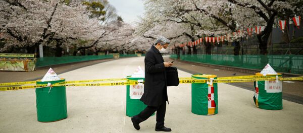 Hoa anh đào ở Tokyo - Sputnik Việt Nam