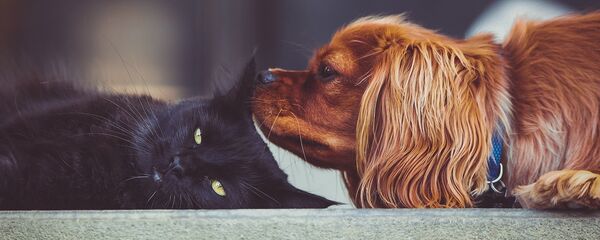 Chó và mèo - Sputnik Việt Nam