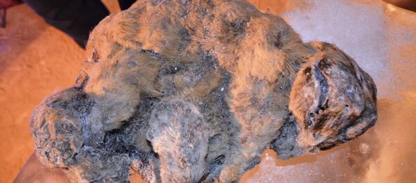 Hai sư tử hang động nhỏ tuổi bị đông lạnh được tìm thấy ở Bắc Cực vào cuối mùa hè này - Sputnik Việt Nam