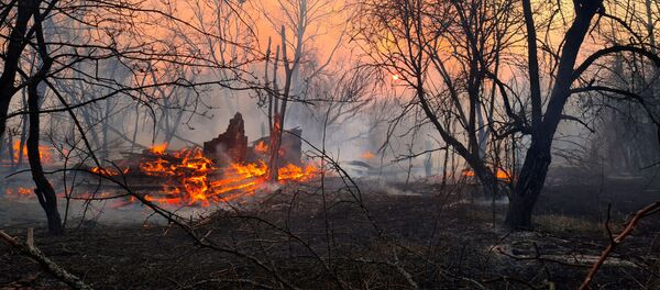 Cháy rừng ở khu vực Chernobyl - Sputnik Việt Nam