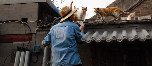 Thú cưng ở Trung Quốc Thú cưng ở Trung Quốc - Sputnik Việt Nam