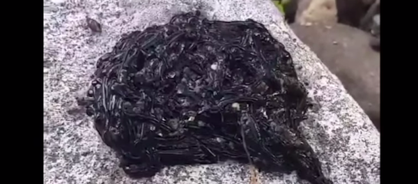 Quái vật Venom là có thật : Sinh vật đen bí ẩn khiến dân mạng hoang mang Quái vật Venom là có thật : Sinh vật đen bí ẩn khiến dân mạng hoang mang - Sputnik Việt Nam