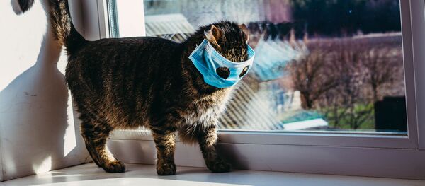 Mèo đeo khẩu trang trên bậu cửa sổ - Sputnik Việt Nam