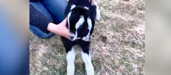 Con dê hai đầu khiến chủ trại kinh ngạc và đưa video lên mạng - Sputnik Việt Nam