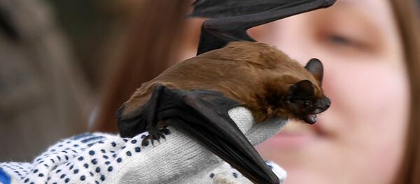 Bat từ Trung tâm phục hồi động vật hoang dã FINIST Bat từ Trung tâm phục hồi động vật hoang dã FINIST - Sputnik Việt Nam