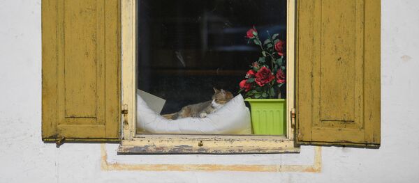 Con mèo. - Sputnik Việt Nam