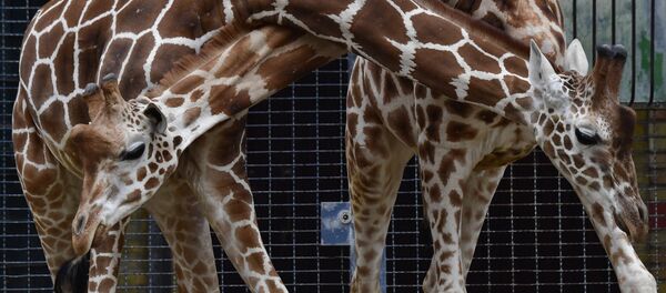 Hươu cao cổ tại Sở thú Berlin. Hươu cao cổ tại Sở thú Berlin. - Sputnik Việt Nam