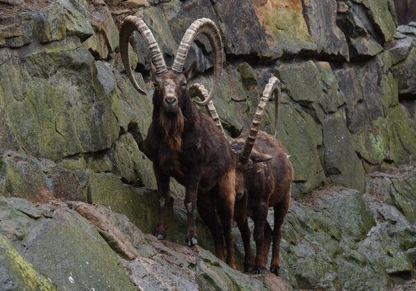 Sở thú Berlin phẫn nộ với đề xuất giết động vật vì COVID-19 Sở thú Berlin phẫn nộ với đề xuất giết động vật vì COVID-19 - Sputnik Việt Nam