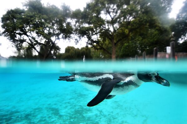 Sở thú London giải sầu cho những con thú đang buồn chán như thế nào? - Sputnik Việt Nam